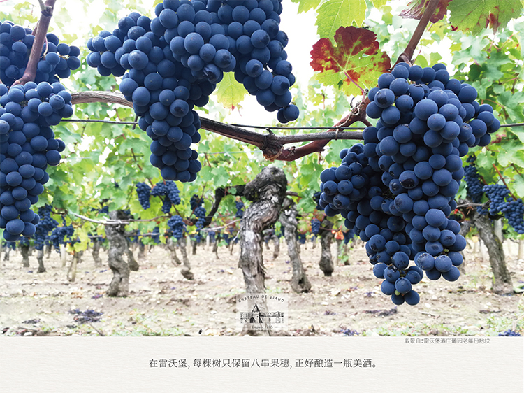 雷沃将军波尔多干红葡萄酒5.jpg