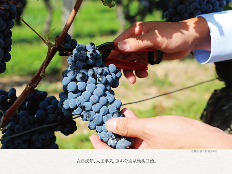雷沃堡酒庄干红葡萄酒_08.jpg